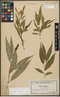 Foto von Salix alba L. x Salix fragilis L.